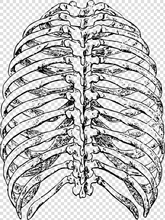 Ribs Back  Rib Cage  Ribs  Rib  Skeleton  Human   Rib Cage Drawing Back  HD Png DownloadTransparent PNG