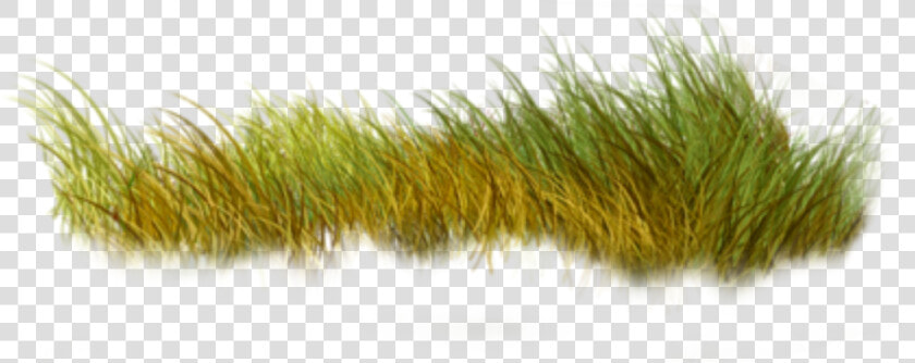  grass  nature  green   Sweet Grass  HD Png DownloadTransparent PNG