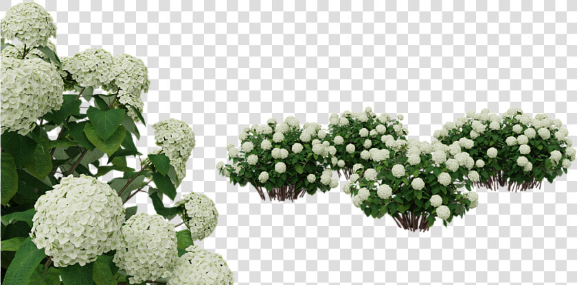 Flower flowering Plant moschatel Family evergreen Candytuft   White Hydrangea Flower Png  Transparent PngTransparent PNG