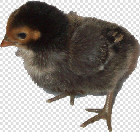 Flightless Bird  HD Png DownloadTransparent PNG