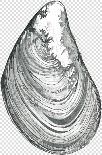 Baltic Clam  HD Png DownloadTransparent PNG