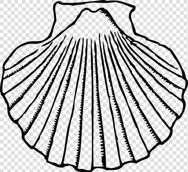 Collection Of Free Clam Drawing Conch Download On Ui   Shell Clipart Black And White  HD Png DownloadTransparent PNG