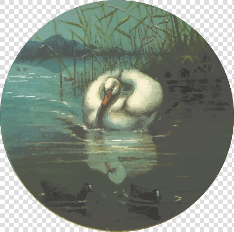 Duck water Bird swan   Swan  HD Png DownloadTransparent PNG