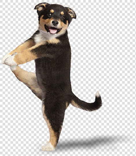 3rottipuppng   Cute Puppies Doing Tricks  Transparent PngTransparent PNG