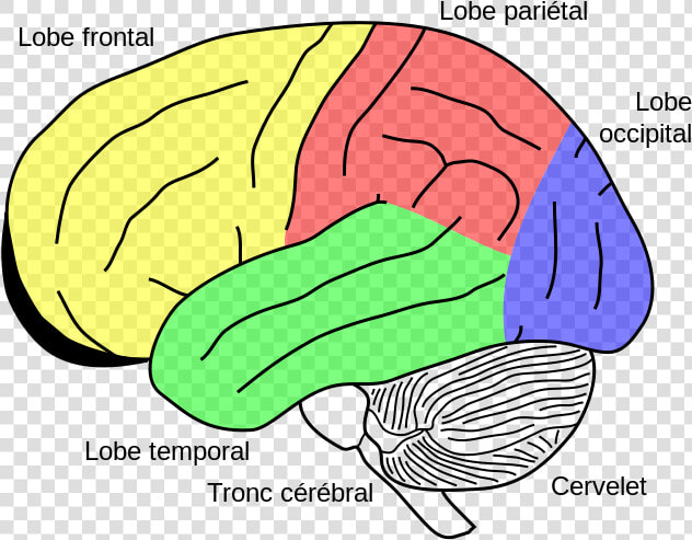 Gehirn  Phineas Gage Fr   Cerebellum In The Brain  HD Png DownloadTransparent PNG