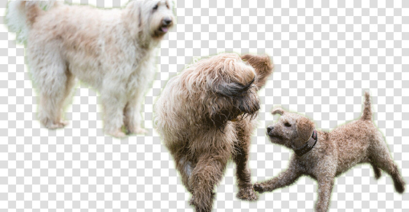 Transparent Dogs Playing Png   Dogs Playing Png  Png DownloadTransparent PNG