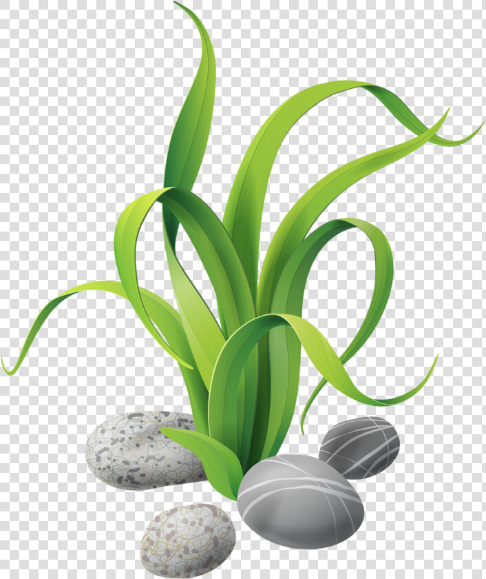 Seaweed Aquatic Plants Clip Art   Algas Png  Transparent PngTransparent PNG