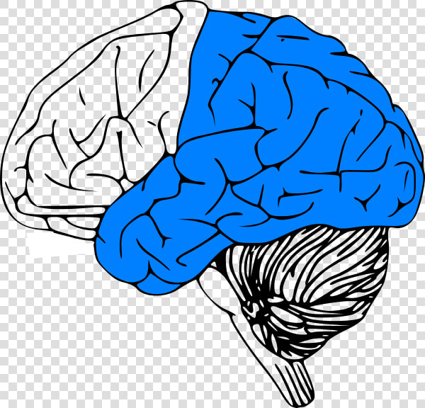 Transparent Brain Stem Clipart   Brain Clip Art  HD Png DownloadTransparent PNG