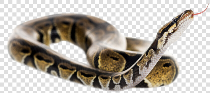 Reptile Tongue Png   Ball Python Snake Transparent Background  Png DownloadTransparent PNG