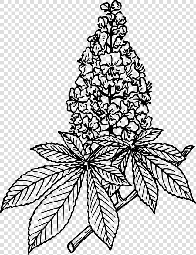 Horse Chestnut Vector  HD Png DownloadTransparent PNG