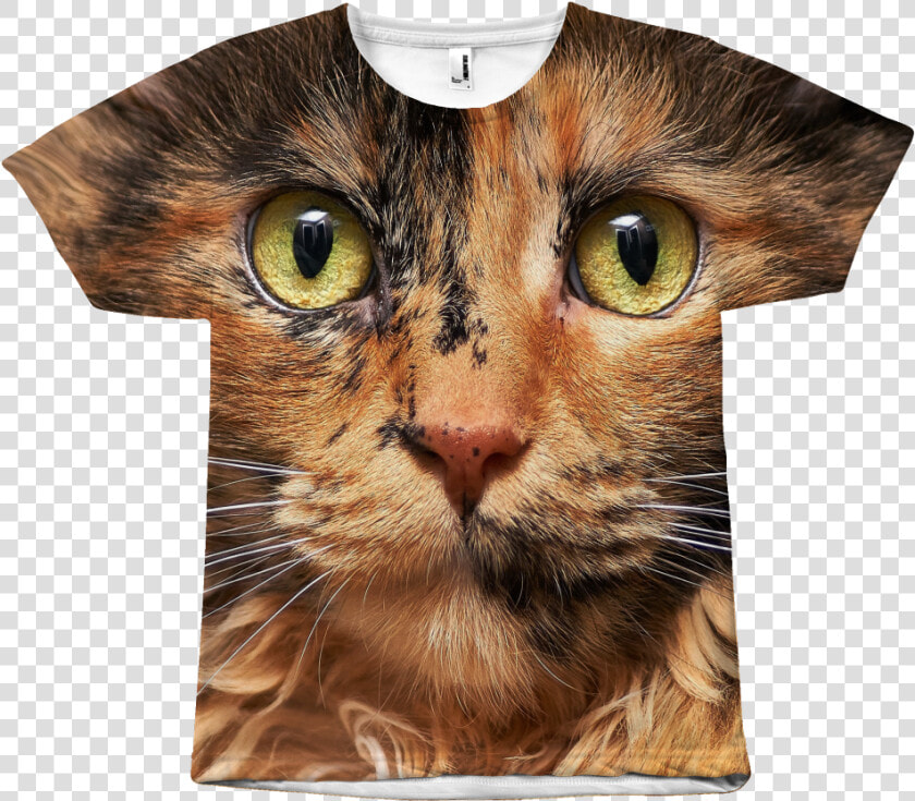 Tortoiseshell Maine Coon Kitten  HD Png DownloadTransparent PNG