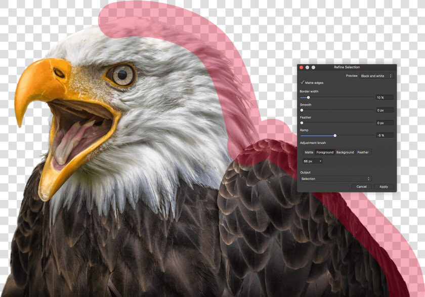 Bald Eagle   Affinity Photo  HD Png DownloadTransparent PNG