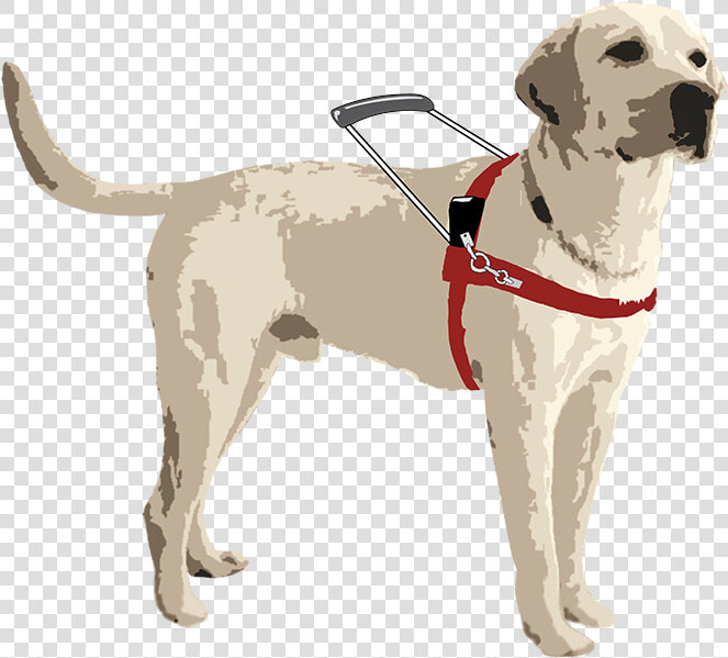 Perros Guias Para Ciegos  HD Png DownloadTransparent PNG