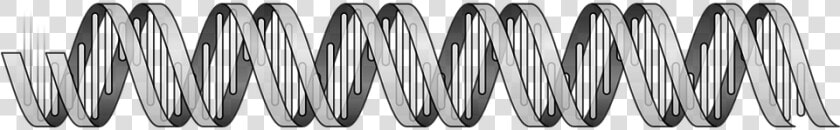 Dna  Double Helix  Genome  Human  Biology  Life   Dna Double Helix Free  HD Png DownloadTransparent PNG