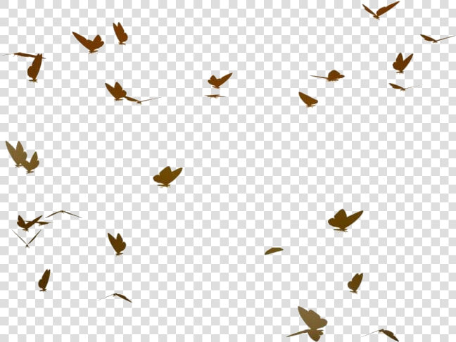 Flying Butterflies Png Transparent Images   Real Flying Butterflies Png  Png DownloadTransparent PNG