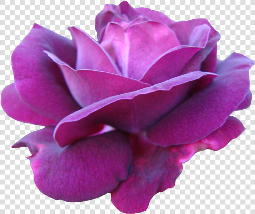 Purple Pink Rose Png   Png Download   Watercolor Purple And Pink Rose  Transparent PngTransparent PNG