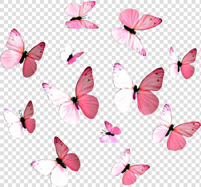  pink  butterflies   Red Pink Blue Purple  HD Png DownloadTransparent PNG