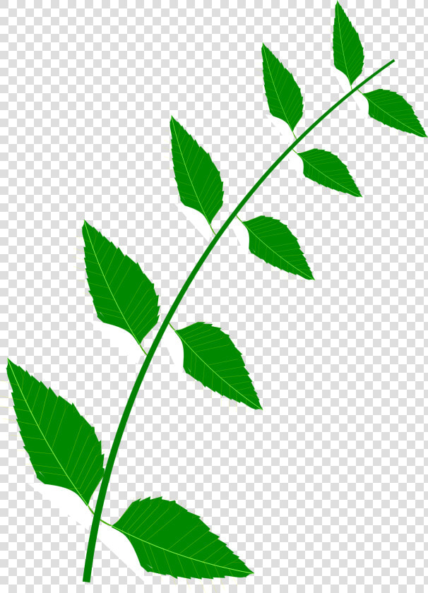 Bitter Leaf Png  Transparent PngTransparent PNG