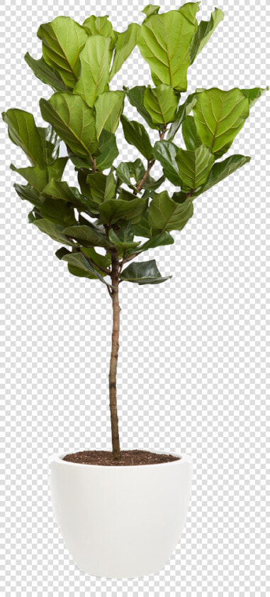 Fiddle Leaf Fig Tree Png  Transparent PngTransparent PNG