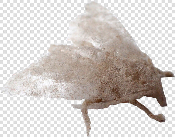 Ga Paul Hazelton   Moth  HD Png DownloadTransparent PNG