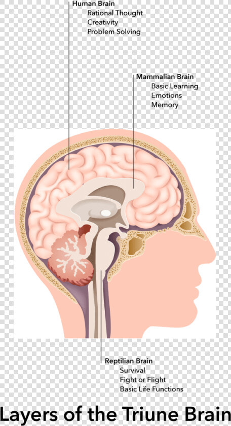 Our Unconscious Cognitive And Emotional Thinking Happens   Internal Image Of Human Brain With Label  HD Png DownloadTransparent PNG