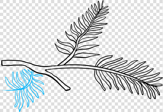 How To Draw Pinecone   Pine Branch Drawing Easy  HD Png DownloadTransparent PNG