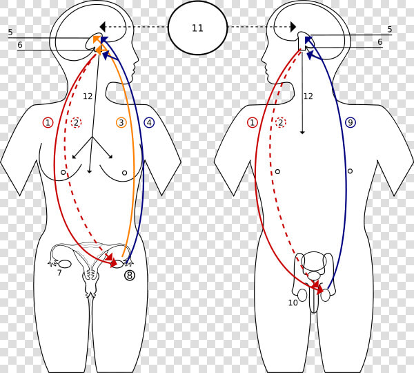 Sprzężenie Zwrotne Hormonow   Pituitary Gland Controls The Function Of The Ovaries  HD Png DownloadTransparent PNG