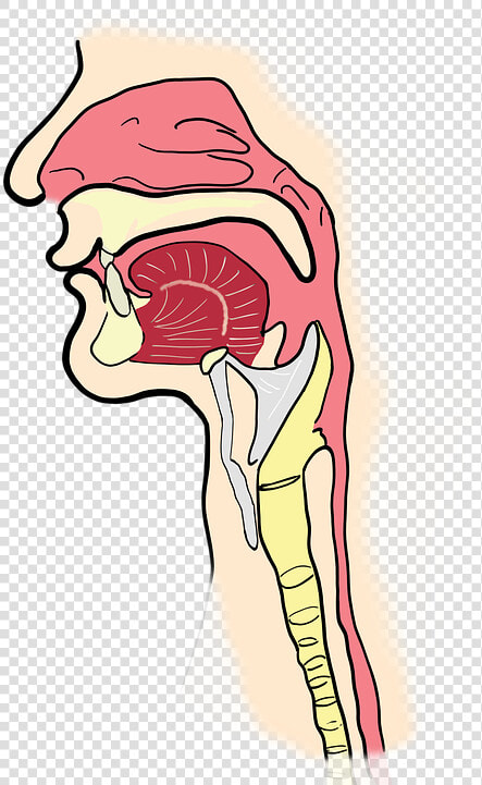 Transparent Anatomy Png   Pharynx Transparent Background  Png DownloadTransparent PNG