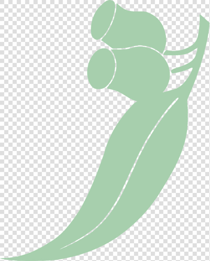 Eucalyptus  Leaf  Tree  Eucalyptus L Heritier   Gum Leaf Clip Art  HD Png DownloadTransparent PNG