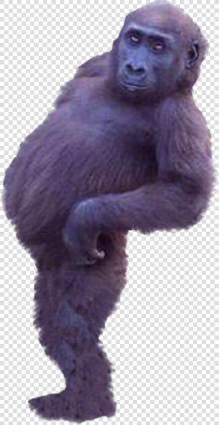 Western Gorilla Common Chimpanzee   Real Monkey Cut Out  HD Png DownloadTransparent PNG