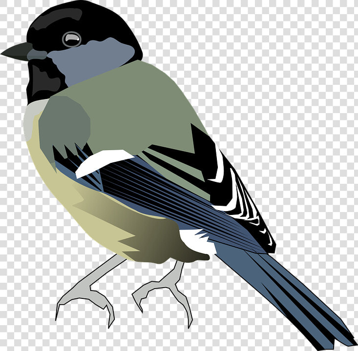 Tit Bird Chickadee Titmice Paridae Passerine Bird   Chickadee Clipart Png  Transparent PngTransparent PNG