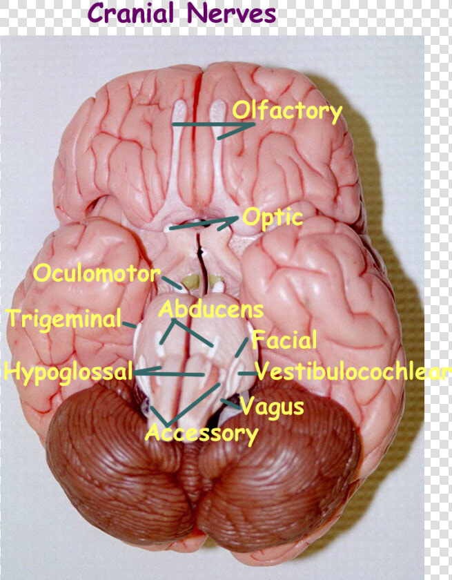 Nerves Png  Transparent PngTransparent PNG