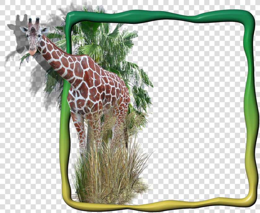 Frame Photo Frame Giraffe In The Frame Free Photo   Transparent Animal Background Png  Png DownloadTransparent PNG