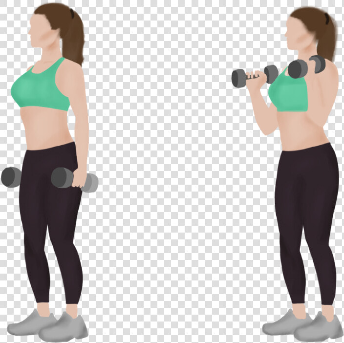 Standing Dumbbell Bicep Curls   Biceps Curl  HD Png DownloadTransparent PNG