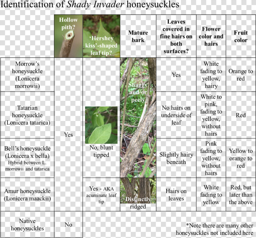 Transparent Honeysuckle Clipart   Tree  HD Png DownloadTransparent PNG