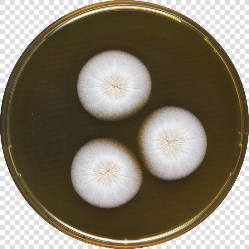 Aspergillus Haitiensis Meaox   Vegetable  HD Png DownloadTransparent PNG