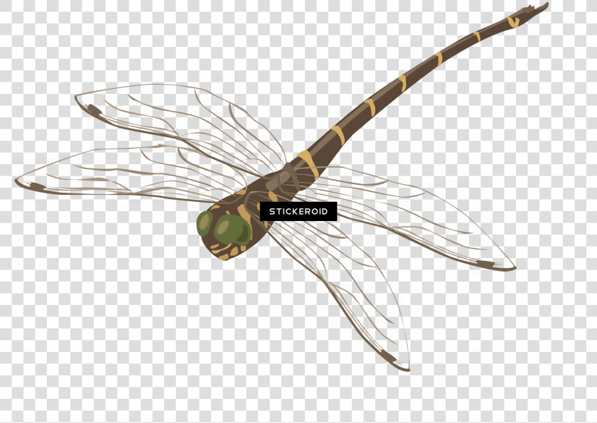 Photography   Png Download   Net winged Insects  Transparent PngTransparent PNG