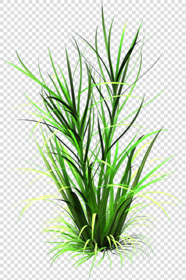 Sea Grass Clipart Grass Patch   Grass Leaf Transparent Background  HD Png DownloadTransparent PNG