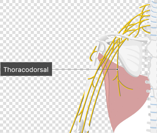 An Image Showing The Thoracodorsal Nerve Coming Out   Thoracodorsal Nerve Latissimus Dorsi  HD Png DownloadTransparent PNG