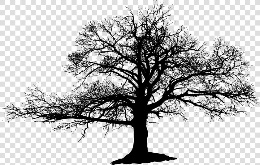 The Lonely Tree Silhouette   Burned Tree Black And White  HD Png DownloadTransparent PNG