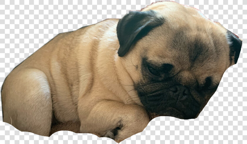  pug  pugs  cute  pugo  freetoedit   Pug  HD Png DownloadTransparent PNG