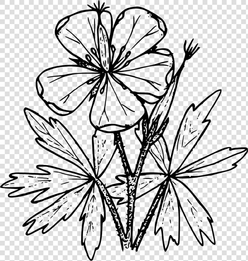 Sticky Geranium   Geranium Drawing Png  Transparent PngTransparent PNG