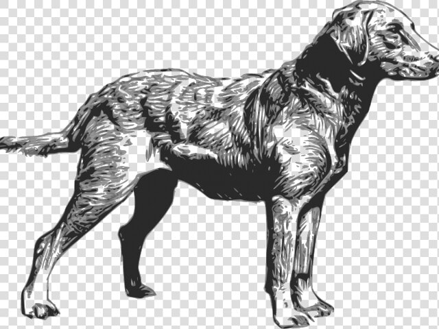 Labrador Retriever Clipart Hunting Dog   Chesapeake Bay Retriever Silhouette  HD Png DownloadTransparent PNG