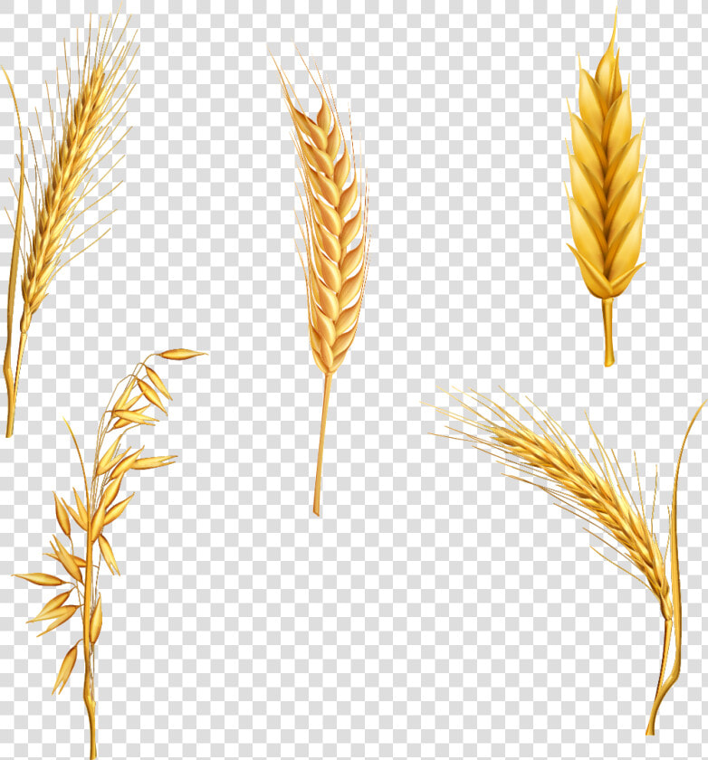 Wheat Cereal Clipart Stalk For Free And Use Pictures   Wheat Clipart Free  HD Png DownloadTransparent PNG