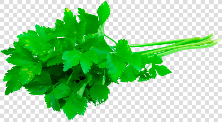 Transparent Cilantro Clipart   3 Sprigs Of Fresh Coriander  HD Png DownloadTransparent PNG