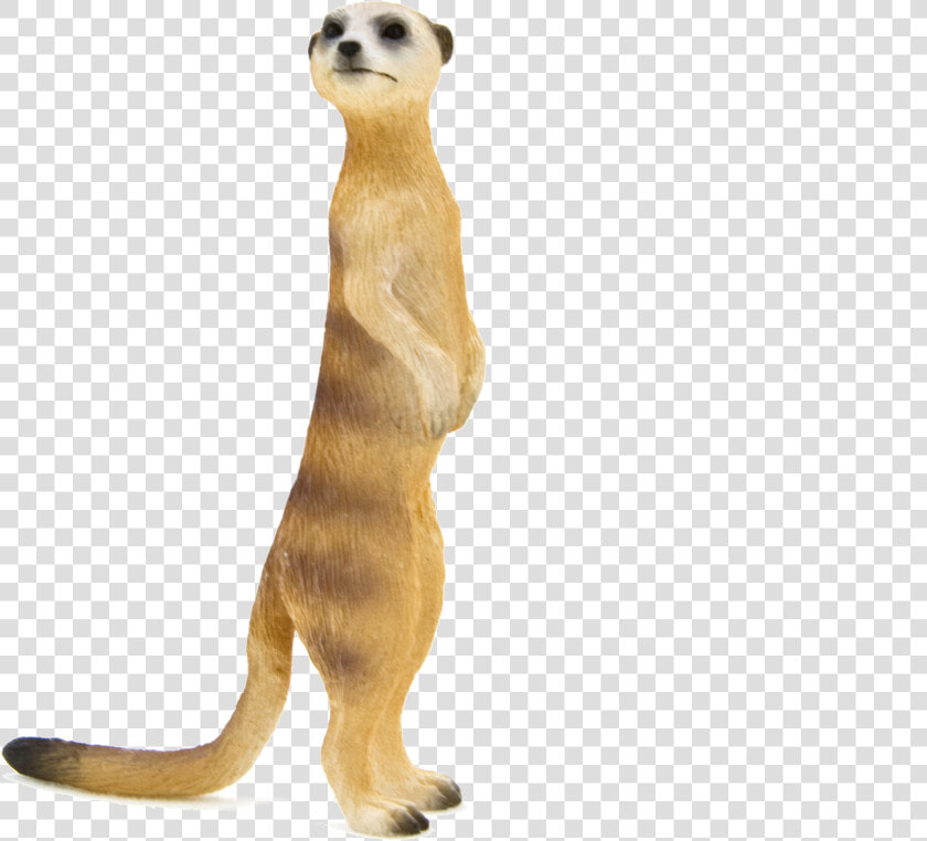 Meerkat Png  Transparent PngTransparent PNG