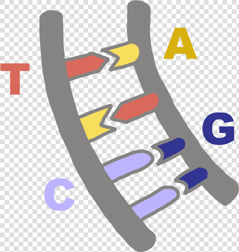 Image Of Dna Bases Pairing With Their Complementary   Dna Bases Png  Transparent PngTransparent PNG