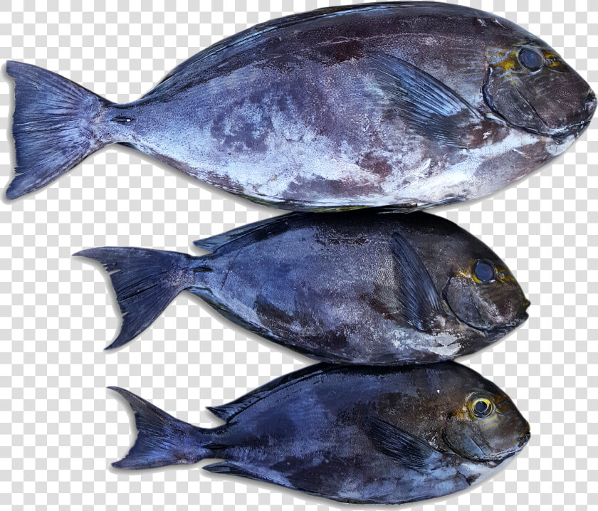 Escolar  HD Png DownloadTransparent PNG