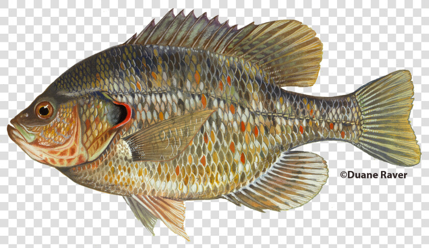 Redearsunfish   Bluegill Fish  HD Png DownloadTransparent PNG