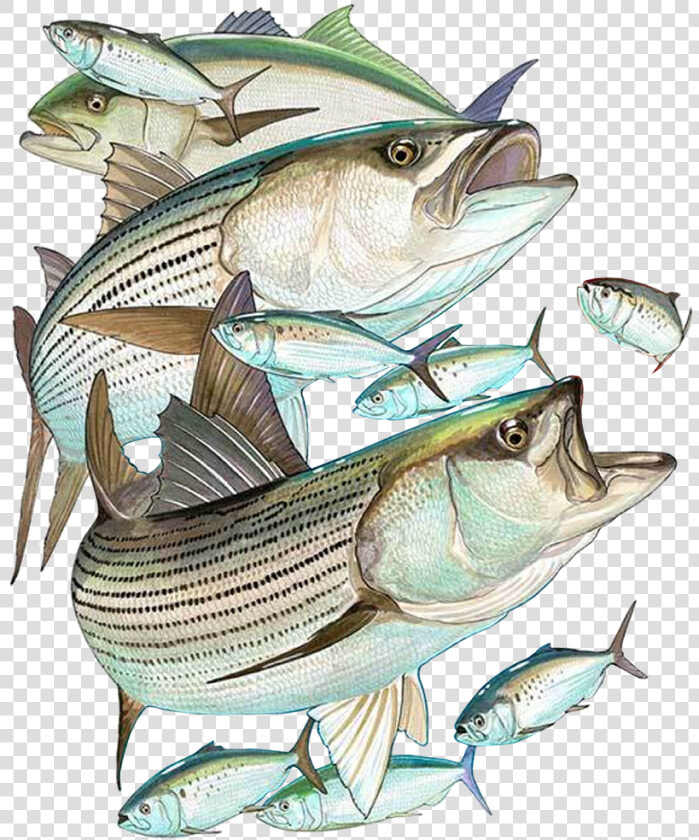 Striper Bass  HD Png DownloadTransparent PNG